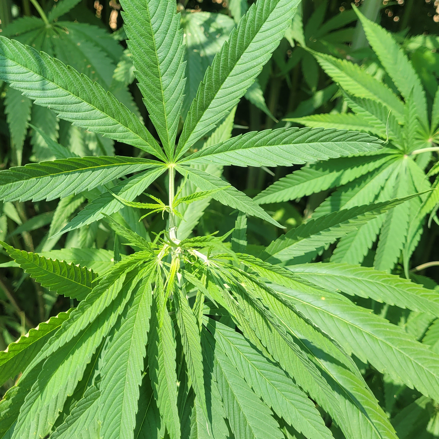Why Hemp