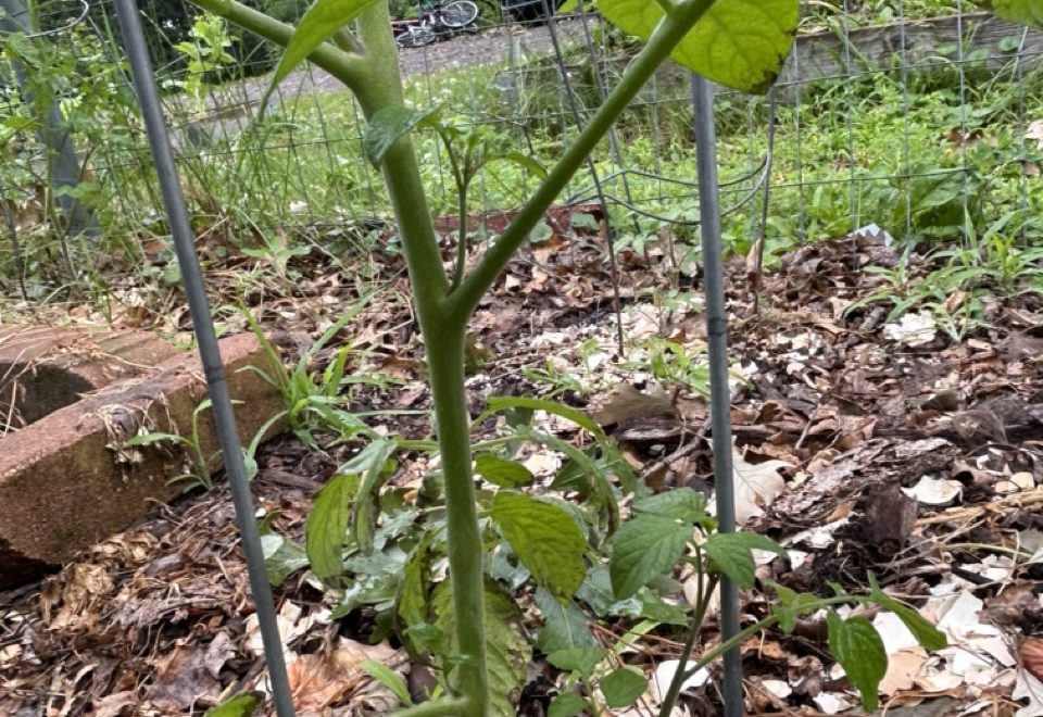 Pruning Tomatoes – July garden talk